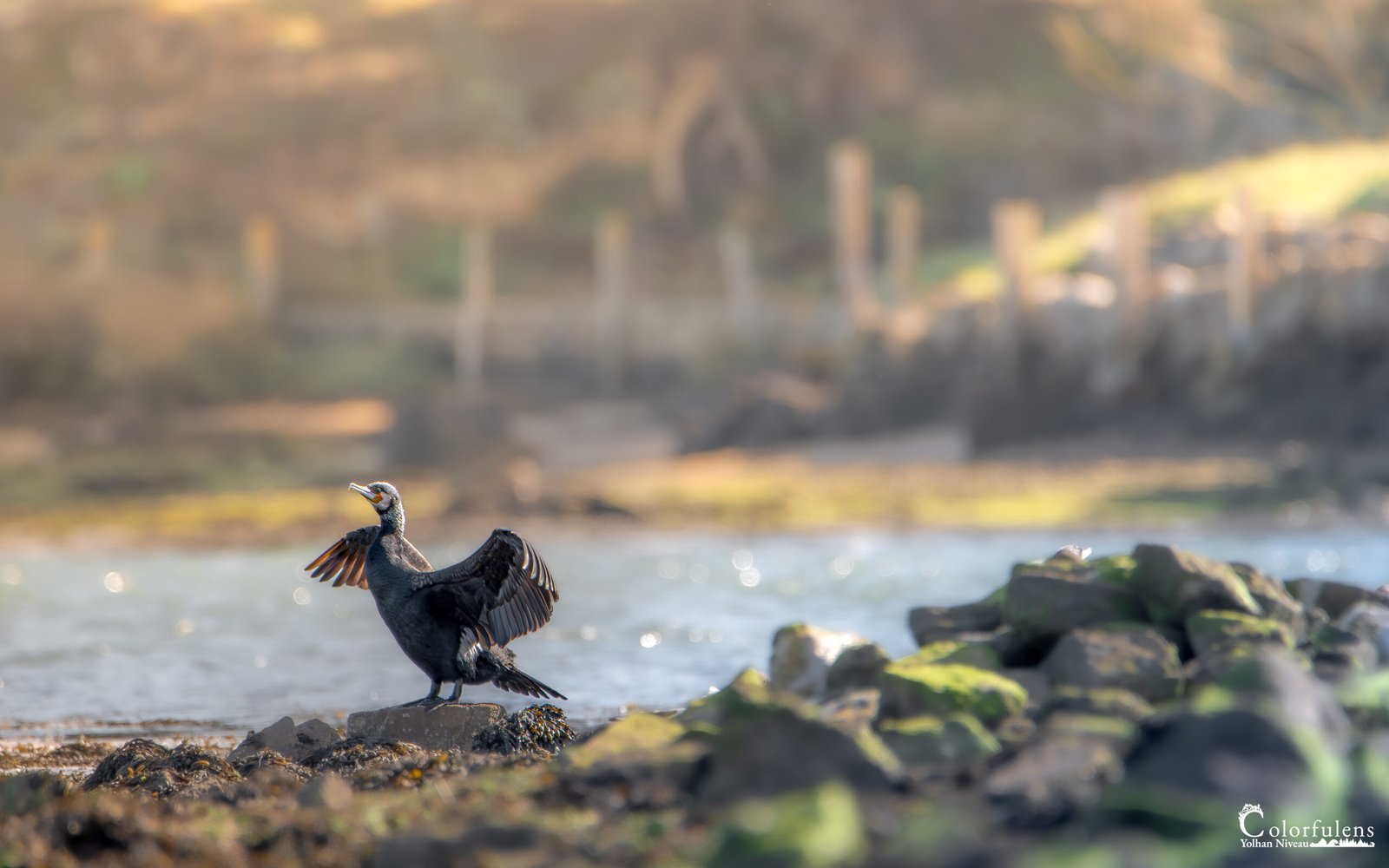 Un cormoran avec ses ailes déployées se pose gracieusement sur un rocher ensoleillé au bord de la rivière, symbolisant la tranquillité de la nature sauvage.