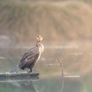 Un cormoran sauvage se dresse majestueusement sur l'eau sous une brume matinale. La lumière diffuse illumine son plumage sombre, créant un effet de tranquillité et de grâce naturelle.