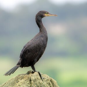Photo d'un cormoran noir perché sur un rocher dans la brume matinale, où ses plumes sombres brillent légèrement, créant une atmosphère sereine et poétique.