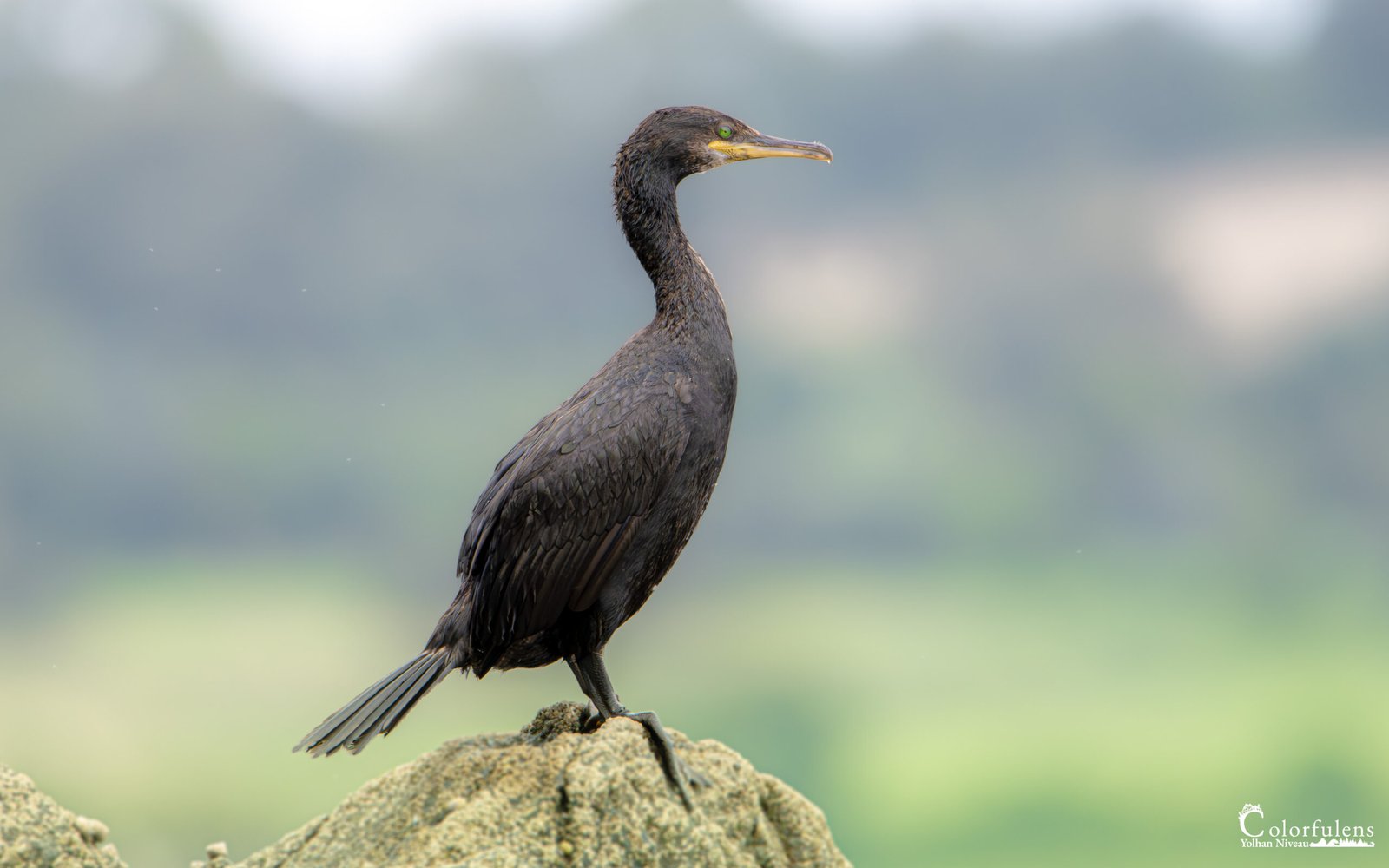 Photo d'un cormoran noir perché sur un rocher dans la brume matinale, où ses plumes sombres brillent légèrement, créant une atmosphère sereine et poétique.