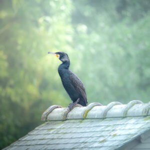Cormoran perché sur un toit dans la brume matinale, alliant mystère et sérénité.
