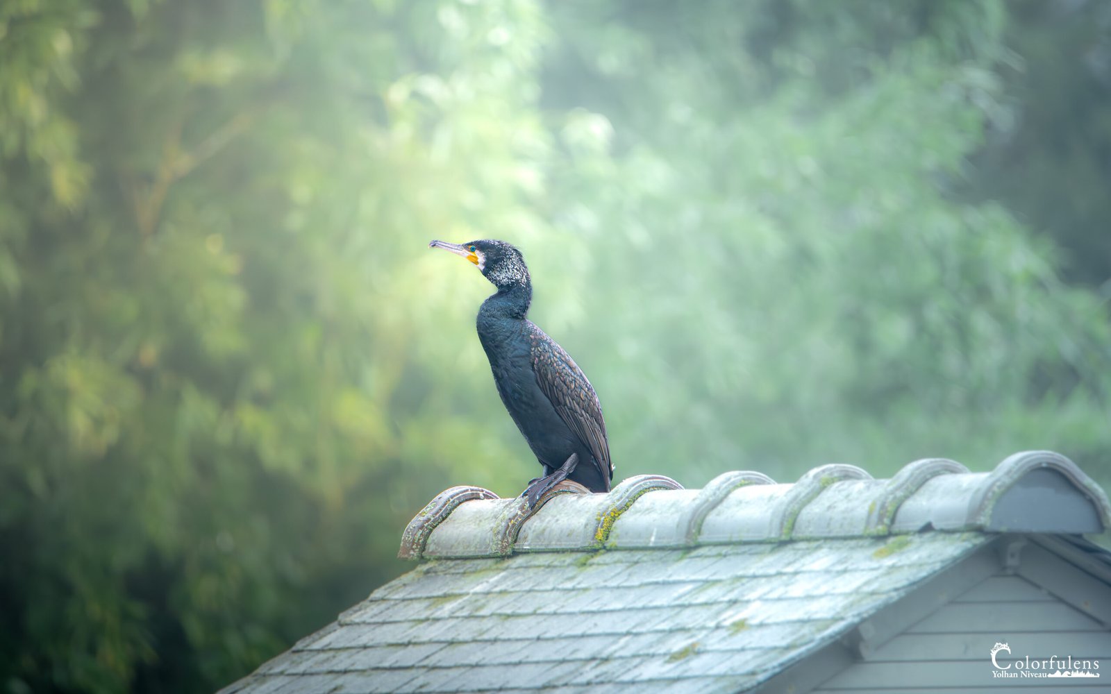 Cormoran perché sur un toit dans la brume matinale, alliant mystère et sérénité.