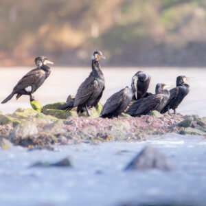 Capture délicate de cormorans se reposant sur un rocher côtier, baigné de lumière douce; harmonie faune et nature.