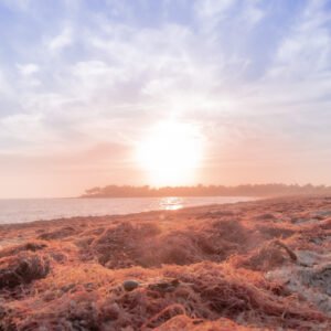Atmosphère sereine au coucher du soleil sur la plage de Suscinio, avec des couleurs pastel rosées et une ambiance de tranquillité.