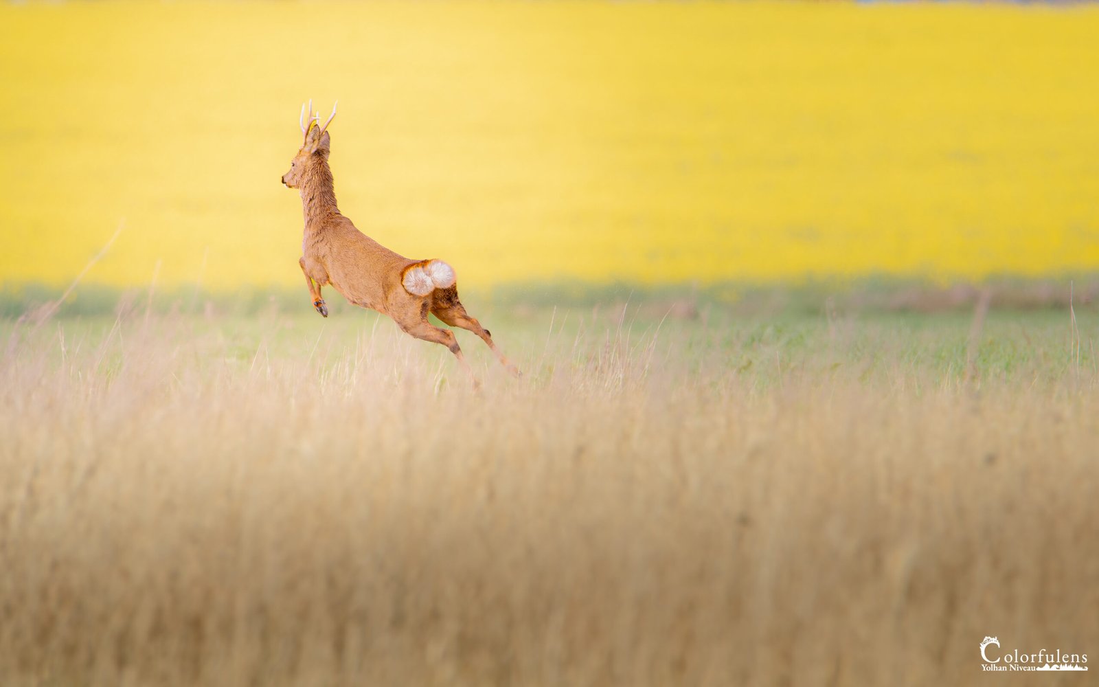 Un chevreuil bondit avec élégance à travers un champ doré, symbolisant la liberté en pleine nature.