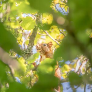 Petit écureuil capturé dans la douce lumière du soleil, perché sur un arbre, symbolisant la sérénité et l'élégance de la nature sauvage.