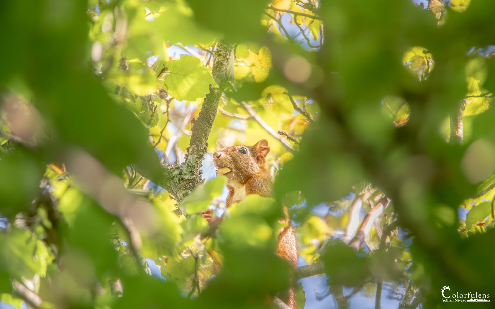 Petit écureuil capturé dans la douce lumière du soleil, perché sur un arbre, symbolisant la sérénité et l'élégance de la nature sauvage.