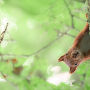 Un écureuil roux curieux accroché à un arbre avec son pelage brillant sous une douce lumière naturelle, illustrant l’agilité et la vivacité de la faune forestière.