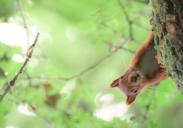 Un écureuil roux curieux accroché à un arbre avec son pelage brillant sous une douce lumière naturelle, illustrant l’agilité et la vivacité de la faune forestière.