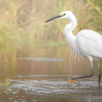 Aigrette gracieuse avec plumage blanc éclatant dans un marais verdoyant, capturant un moment de tranquillité et d'harmonie dans la nature sauvage.