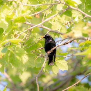 Un étourneau observant tranquillement dans un arbre printanier avec un feuillage verdoyant et des ombres de lumière douce.