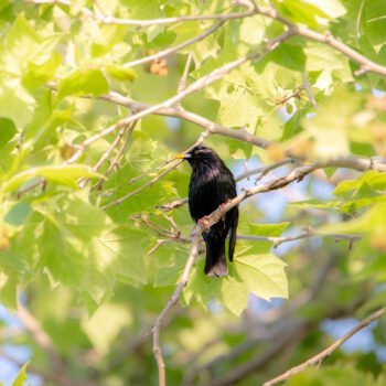 Un étourneau observant tranquillement dans un arbre printanier avec un feuillage verdoyant et des ombres de lumière douce.