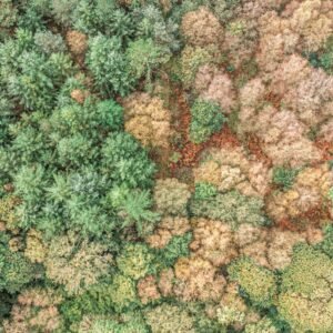 Vue aérienne d'une forêt aux teintes automnales, illustrant la diversité végétale et la beauté changeante des paysages naturels.