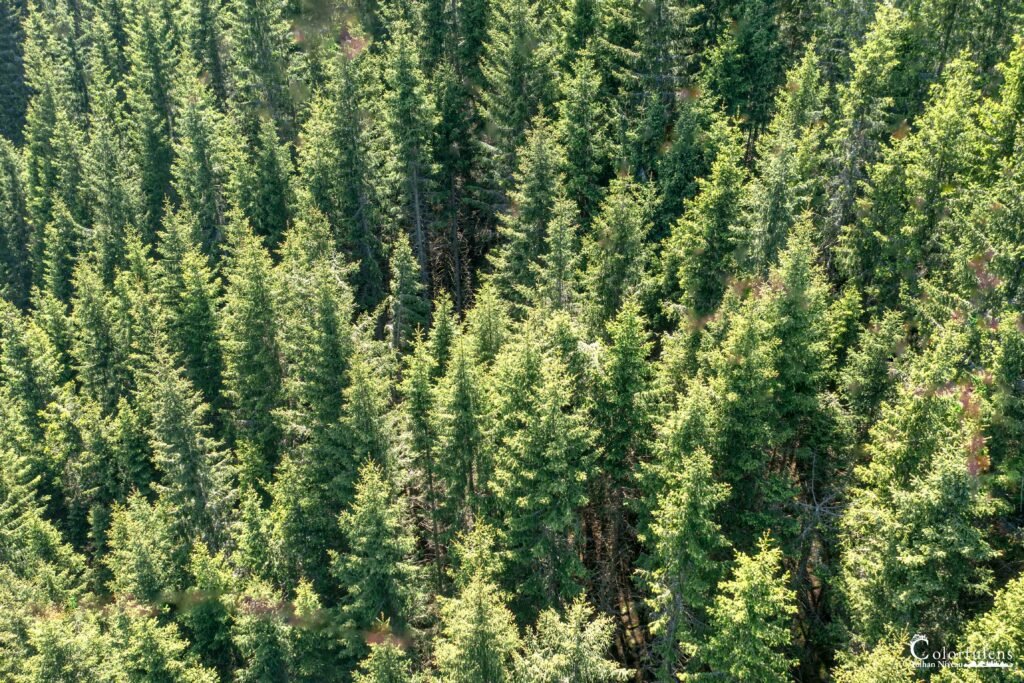 Vue aérienne de forêt de pins dense montrant richesse écologique et beauté naturelle