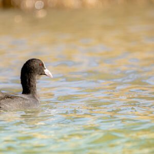 Foulque macroule nageant paisiblement dans un étang aux reflets dorés, mettant en valeur son plumage sombre et son bec blanc distinctif.