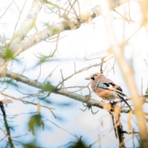 Une scène paisible de la vie sauvage avec un geai des chênes en plein cœur d'une nature automnale, illustrant la sérénité et la beauté des changements saisonniers.