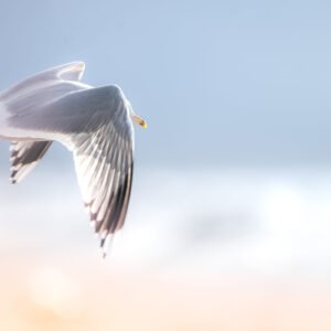 Cette photographie saisit l'essence de la liberté avec un goéland s'élevant dans un ciel pastel au crépuscule, offrant une vision poétique de la nature en harmonie.