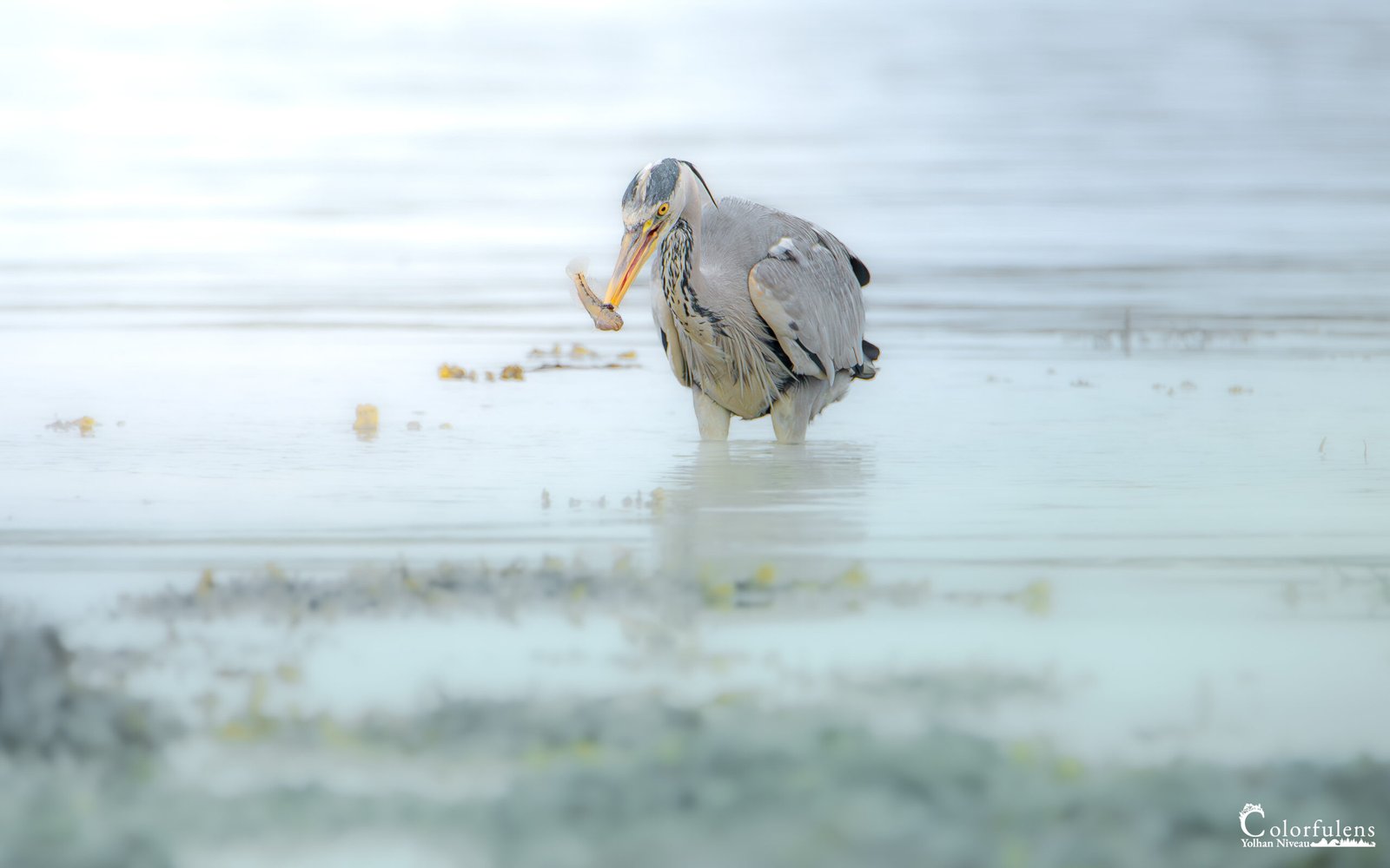 Héron cendré attrapant un poisson, montrant la lutte entre prédateur et proie dans un tableau naturel captivant.