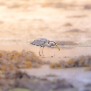 Héron cendré capturant sa proie dans une vasière, montrant la poésie de la nature et la majesté animale.