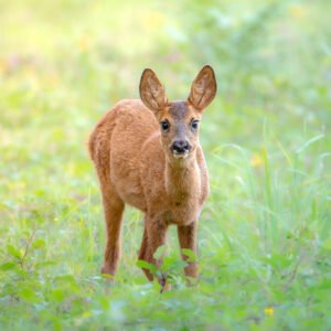 Jeune chevrette se tenant debout dans une prairie, démontrant son éveil et curiosité. Faune et nature en parfaite harmonie.