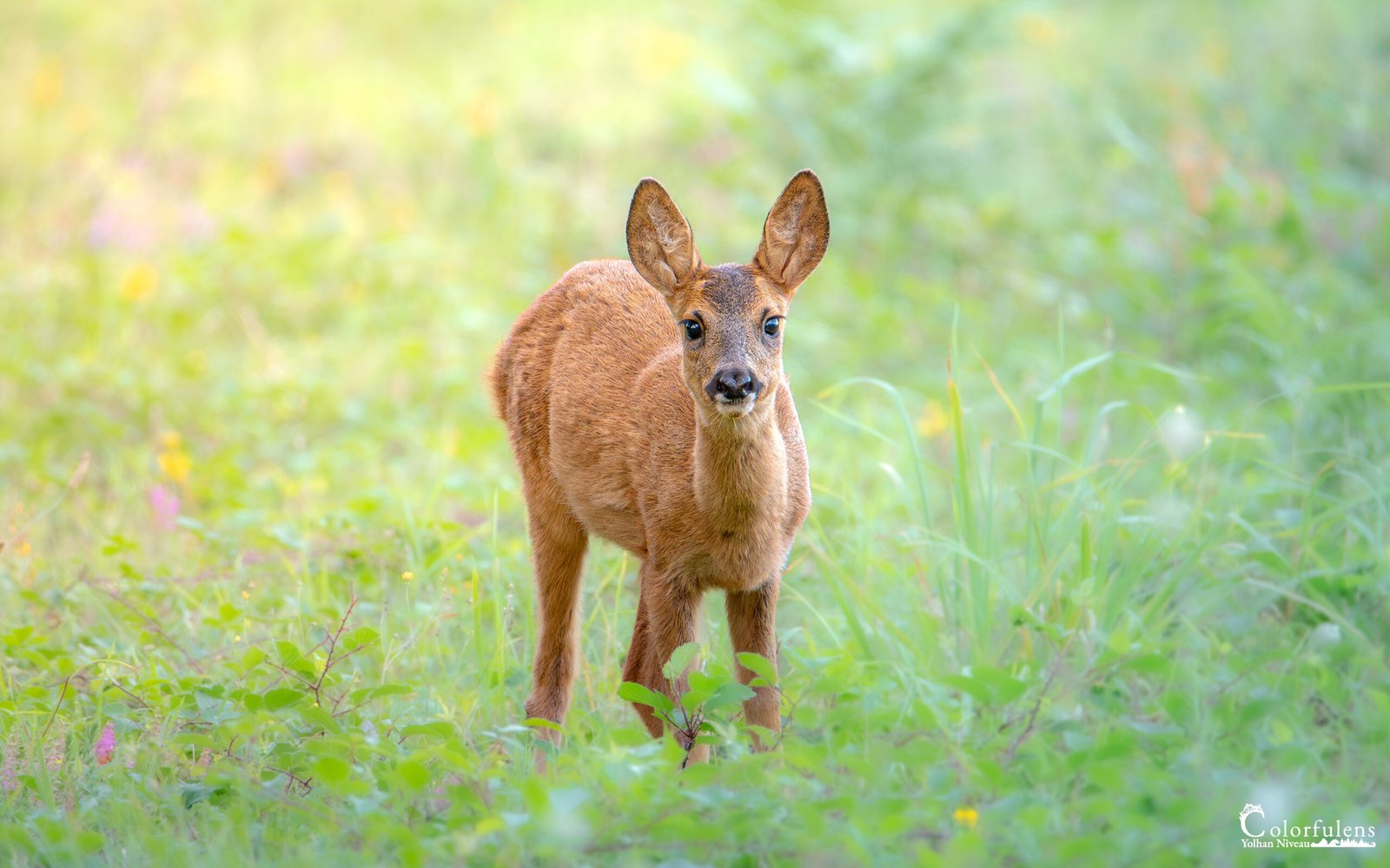 Jeune chevrette se tenant debout dans une prairie, démontrant son éveil et curiosité. Faune et nature en parfaite harmonie.