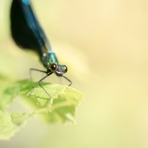 Photo d'une libellule aux reflets métalliques posée sur une feuille verte, mettant en valeur le contraste de couleurs et l'effet bokeh en arrière-plan.
