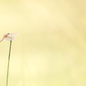Libellule sur une tige, reflet de la tranquillité estivale avec ailes translucides, élégance et harmonie naturelles.