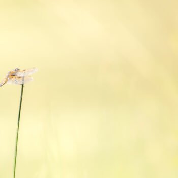 Libellule sur une tige, reflet de la tranquillité estivale avec ailes translucides, élégance et harmonie naturelles.