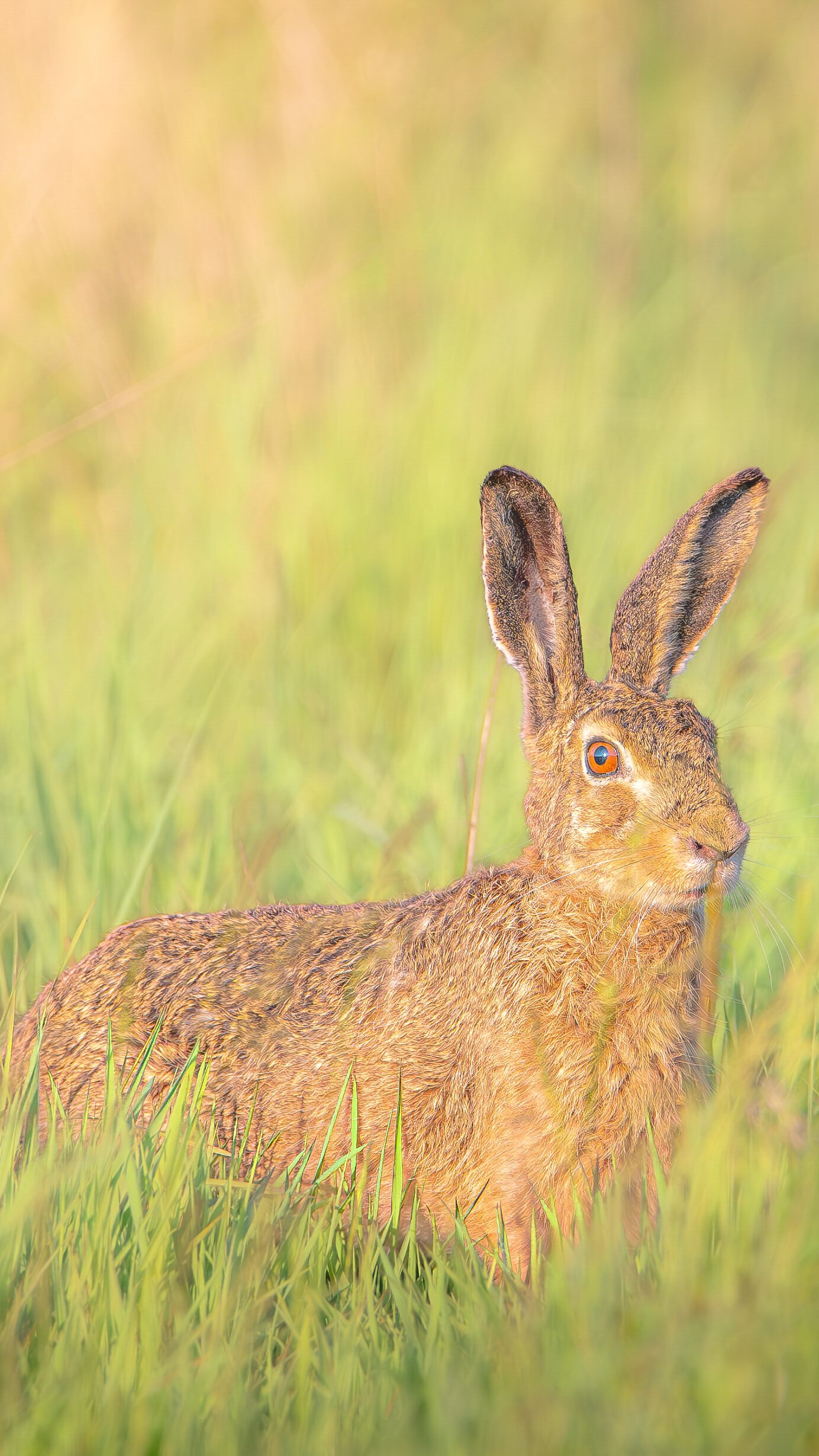 Un lièvre majestueux se repose dans un champ d'herbes hautes vertes au petit matin, capturant la beauté simple de la faune.