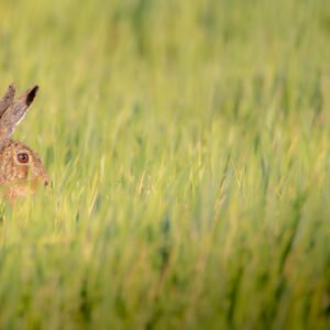 Un lièvre immergé dans la verdure, aux aguets, camouflé parmi l'herbe printanière.