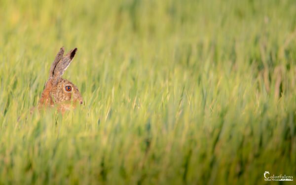 Un lièvre immergé dans la verdure, aux aguets, camouflé parmi l'herbe printanière.