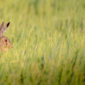 Un lièvre immergé dans la verdure, aux aguets, camouflé parmi l'herbe printanière.