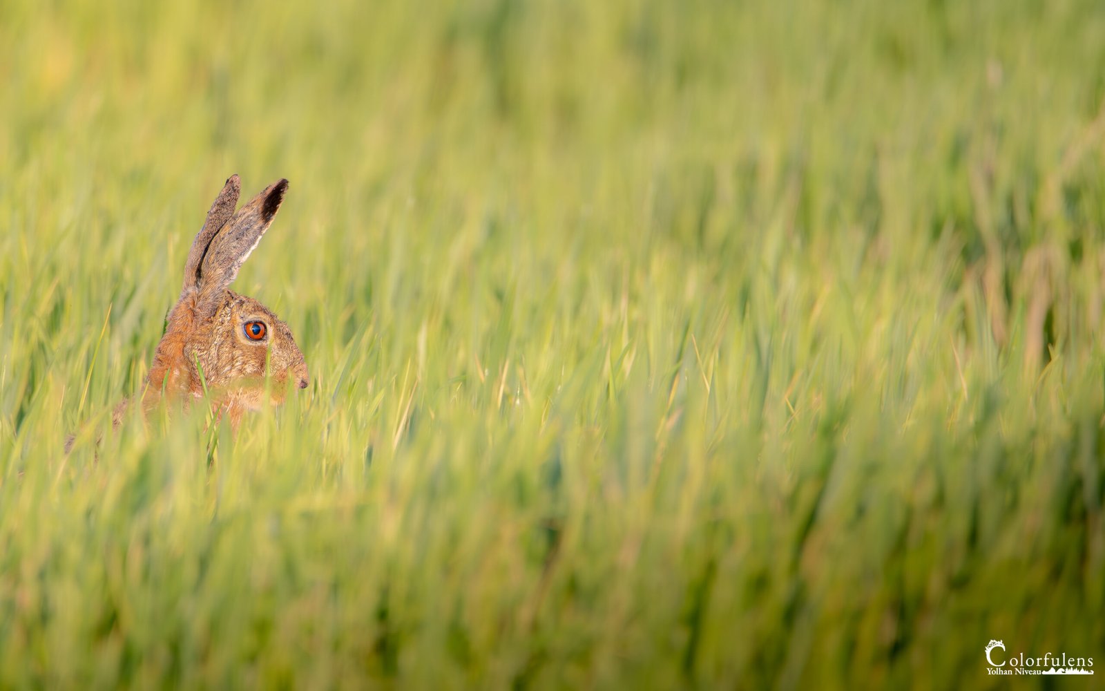 Un lièvre immergé dans la verdure, aux aguets, camouflé parmi l'herbe printanière.