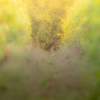 Un lièvre se repose dans un vignoble aux couleurs automnales, entouré d'un bokeh envoûtant illustrant la douceur de la saison et la présence discrète de la faune locale.
