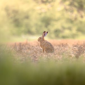 Lièvre sauvage dans un champ, vigilant, éclairé par le soleil matinal, évoque la paix d'une journée d'été.