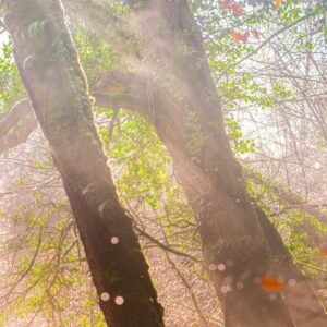 Une promenade visuelle en forêt bretonne, où la douce lumière crée un moment de calme et d'émerveillement, soulignant la magie naturelle du paysage.