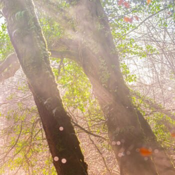 Une promenade visuelle en forêt bretonne, où la douce lumière crée un moment de calme et d'émerveillement, soulignant la magie naturelle du paysage.
