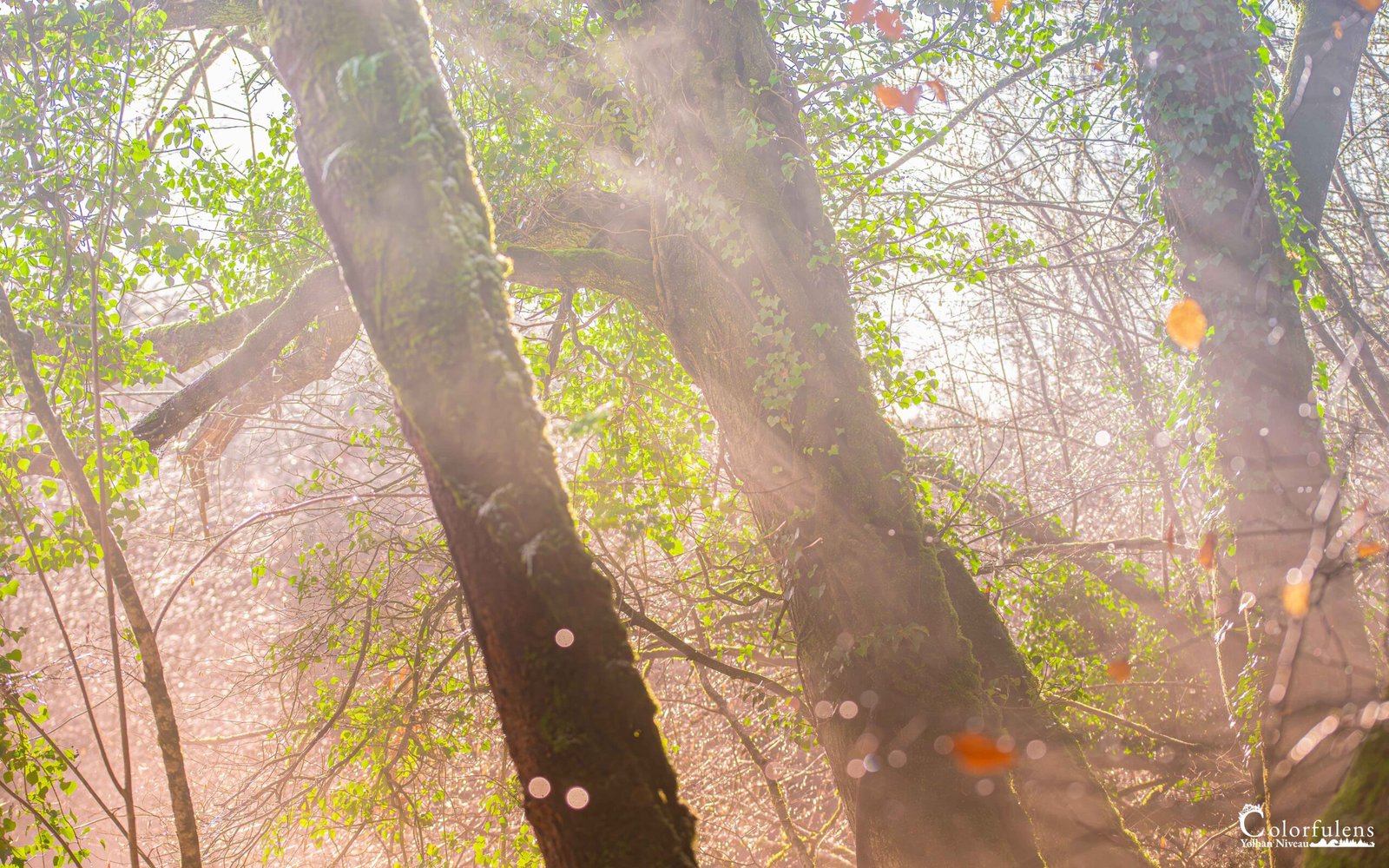 Une promenade visuelle en forêt bretonne, où la douce lumière crée un moment de calme et d'émerveillement, soulignant la magie naturelle du paysage.