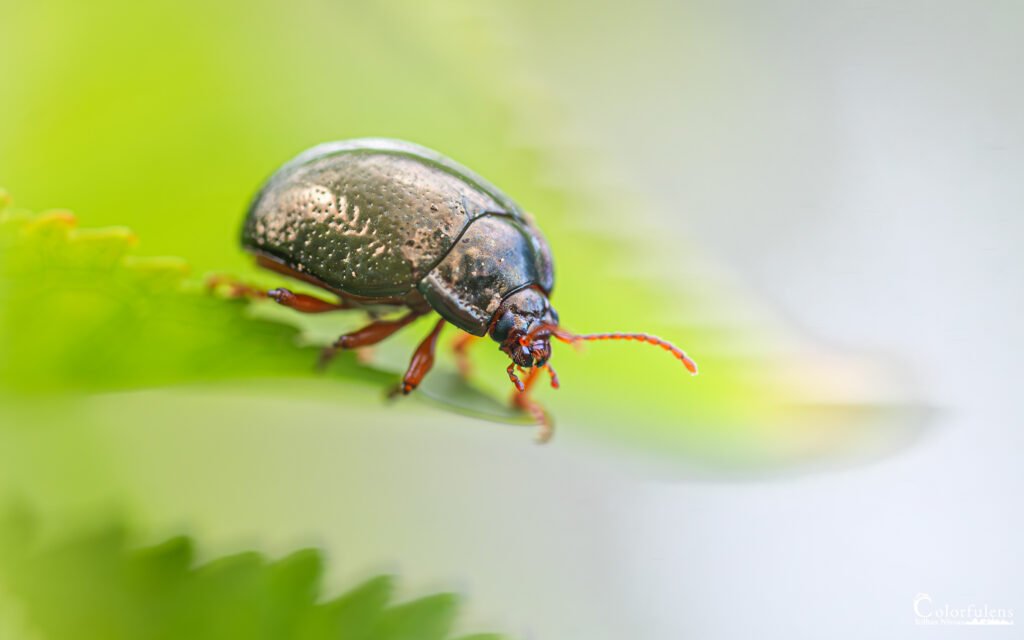 Carapaced Insect Carapace Luisante — Tirage photo | Colorfulens.fr