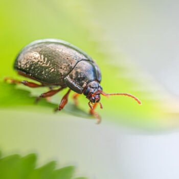 Macrophotographie détaillée d'un coléoptère sur une feuille verte avec effet bokeh.