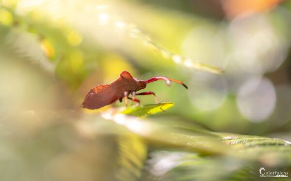 Macro d'un insecte sur une feuille avec un fond bokeh, illustrant la nature à travers des détails d'une finesse incroyable.