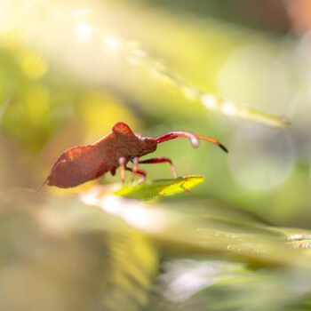 Macro d'un insecte sur une feuille avec un fond bokeh, illustrant la nature à travers des détails d'une finesse incroyable.