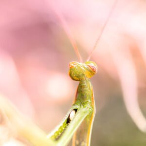 Mante religieuse capturée en macro, révélant ses détails finement texturés sur un fond flou aux teintes rosées.
