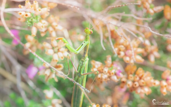Cette photo macro d'une mante religieuse montre en détail sa structure délicate, entourée d'un flou artistique et de gouttelettes scintillantes, reflétant une atmosphère naturelle humide.