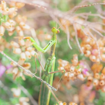 Cette photo macro d'une mante religieuse montre en détail sa structure délicate, entourée d'un flou artistique et de gouttelettes scintillantes, reflétant une atmosphère naturelle humide.