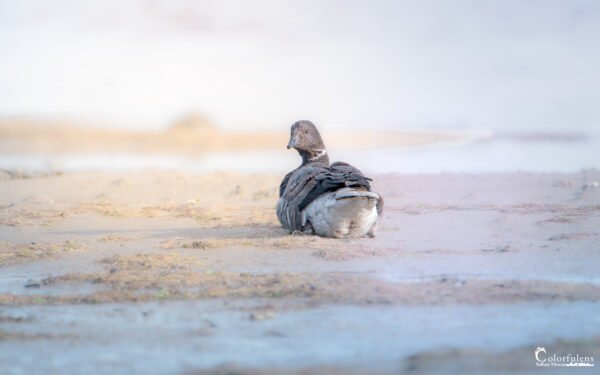 Image d'une bernache du Canada sur une plage, illustrant la tranquillité et l'harmonie avec la nature.