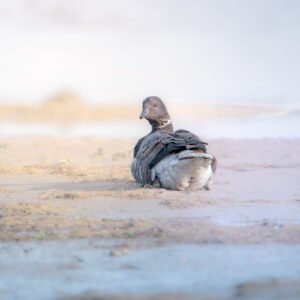 Image d'une bernache du Canada sur une plage, illustrant la tranquillité et l'harmonie avec la nature.