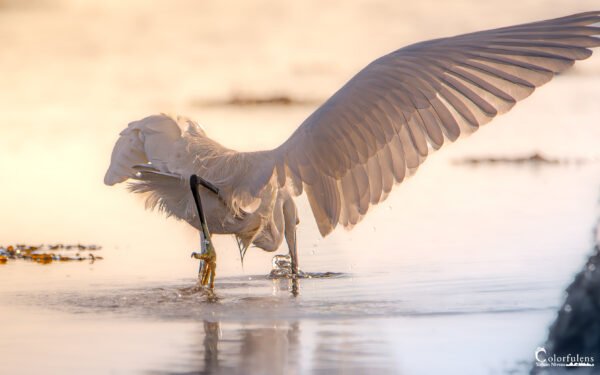 Aigrette majestueuse en vol, baignée de lumière dorée, illustrant grâce et élégance dans un cadre naturel enchanteur.