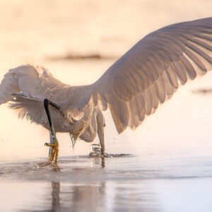 Aigrette majestueuse en vol, baignée de lumière dorée, illustrant grâce et élégance dans un cadre naturel enchanteur.