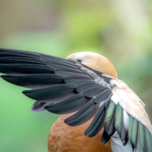 Le Tadorne casarca en gros plan montre l'élégance de son plumage déployé.